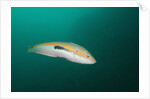Rainbow Wrasse by Anonymous