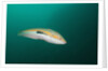 Rainbow Wrasse by Anonymous