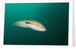 Rainbow Wrasse by Anonymous