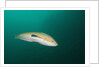 Rainbow Wrasse by Anonymous