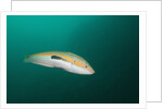 Rainbow Wrasse by Anonymous