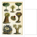 Sea anemones by Anonymous