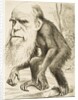 Caricature of Charles Darwin by Anonymous