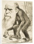 Caricature of Charles Darwin by Anonymous