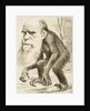 Caricature of Charles Darwin by Anonymous