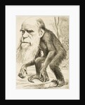 Caricature of Charles Darwin by Anonymous