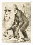 Caricature of Charles Darwin by Anonymous