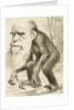 Caricature of Charles Darwin by Anonymous