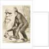 Caricature of Charles Darwin by Anonymous