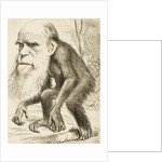 Caricature of Charles Darwin by Anonymous