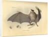 Color lithograph of bat by Anonymous