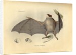 Color lithograph of bat by Anonymous