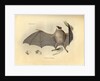 Color lithograph of bat by Anonymous