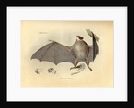Color lithograph of bat by Anonymous