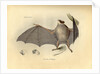 Color lithograph of bat by Anonymous