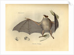 Color lithograph of bat by Anonymous