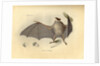 Color lithograph of bat by Anonymous