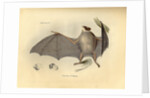 Color lithograph of bat by Anonymous