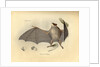Color lithograph of bat by Anonymous