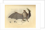 Color lithograph of bat by Anonymous