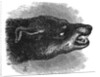 Head of snarling dog by Anonymous