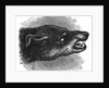 Head of snarling dog by Anonymous