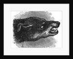 Head of snarling dog by Anonymous