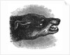 Head of snarling dog by Anonymous