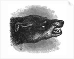 Head of snarling dog by Anonymous