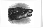 Head of snarling dog by Anonymous