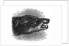 Head of snarling dog by Anonymous