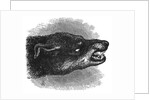 Head of snarling dog by Anonymous