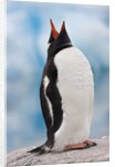 Gentoo Penguin Antarctica by Anonymous
