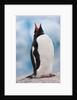 Gentoo Penguin Antarctica by Anonymous