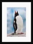Gentoo Penguin Antarctica by Anonymous