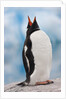 Gentoo Penguin Antarctica by Anonymous