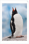 Gentoo Penguin Antarctica by Anonymous