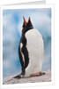 Gentoo Penguin Antarctica by Anonymous