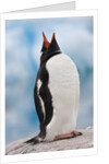 Gentoo Penguin Antarctica by Anonymous