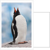 Gentoo Penguin Antarctica by Anonymous