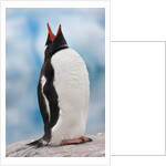Gentoo Penguin Antarctica by Anonymous