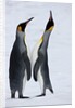 Pair King Penguins on fresh snows, South Georgia Island by Anonymous