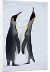 Pair King Penguins on fresh snows, South Georgia Island by Anonymous