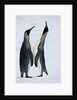 Pair King Penguins on fresh snows, South Georgia Island by Anonymous