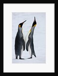 Pair King Penguins on fresh snows, South Georgia Island by Anonymous