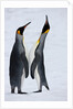 Pair King Penguins on fresh snows, South Georgia Island by Anonymous