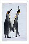 Pair King Penguins on fresh snows, South Georgia Island by Anonymous