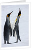 Pair King Penguins on fresh snows, South Georgia Island by Anonymous