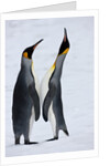 Pair King Penguins on fresh snows, South Georgia Island by Anonymous