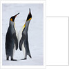 Pair King Penguins on fresh snows, South Georgia Island by Anonymous